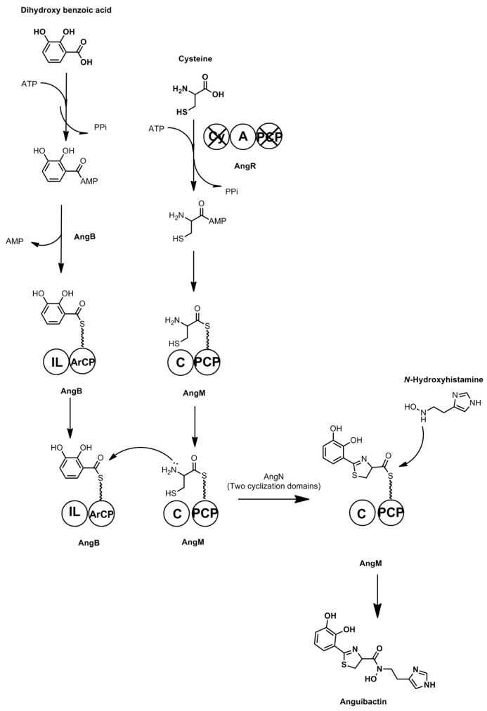 Scheme 10