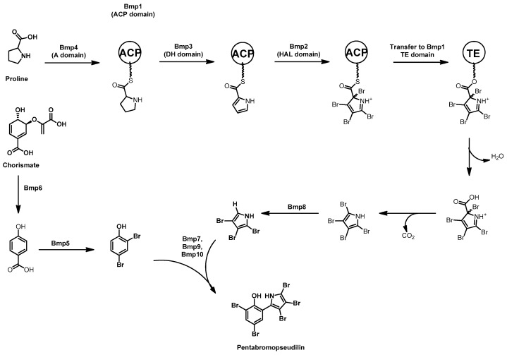 Scheme 6