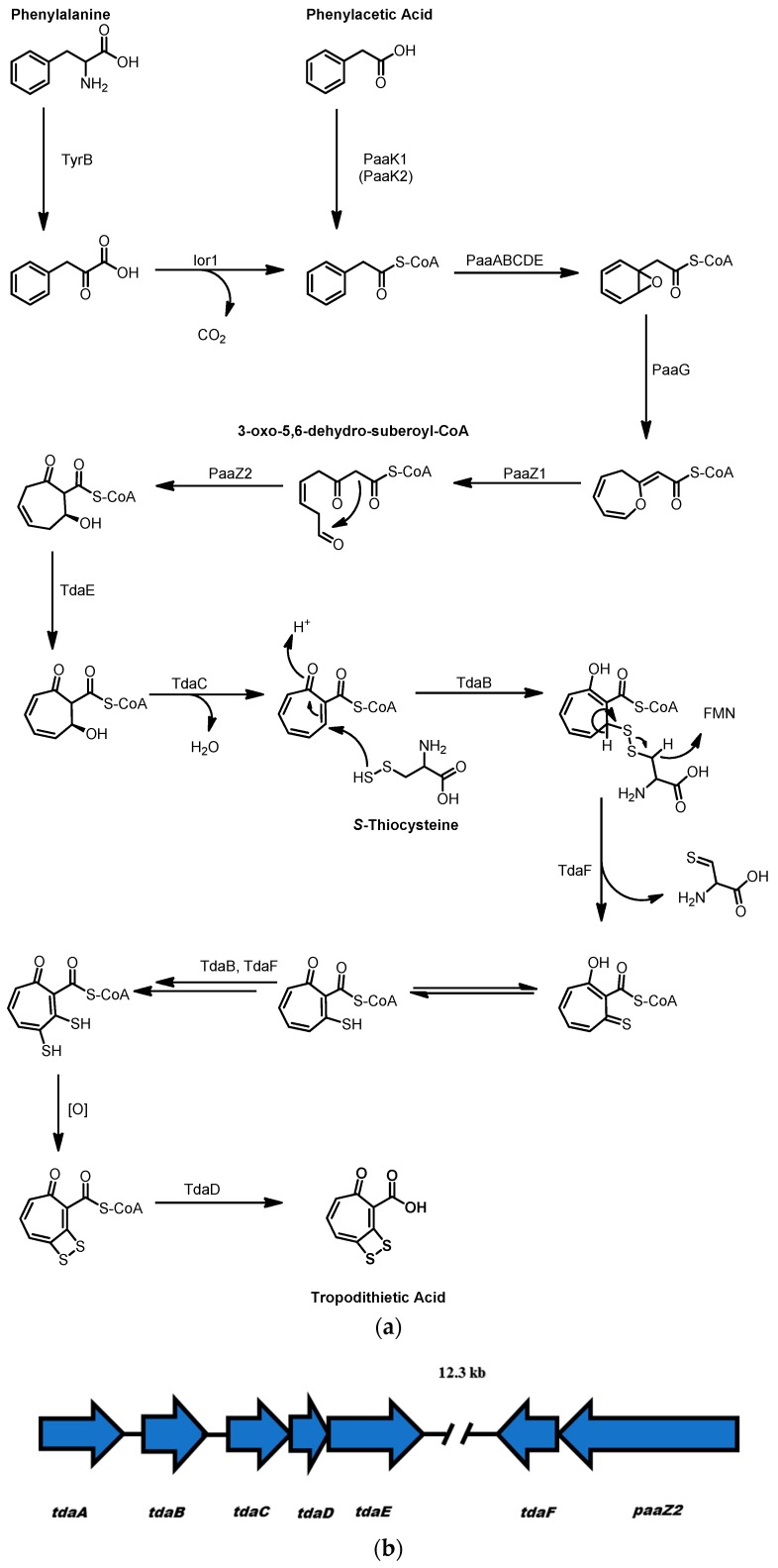 Scheme 3