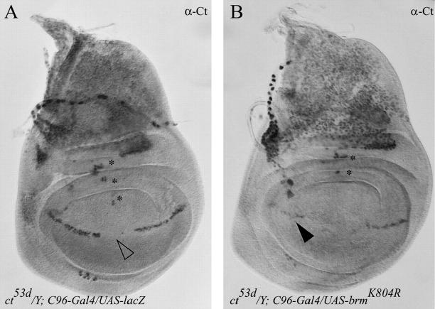 Figure 6.—