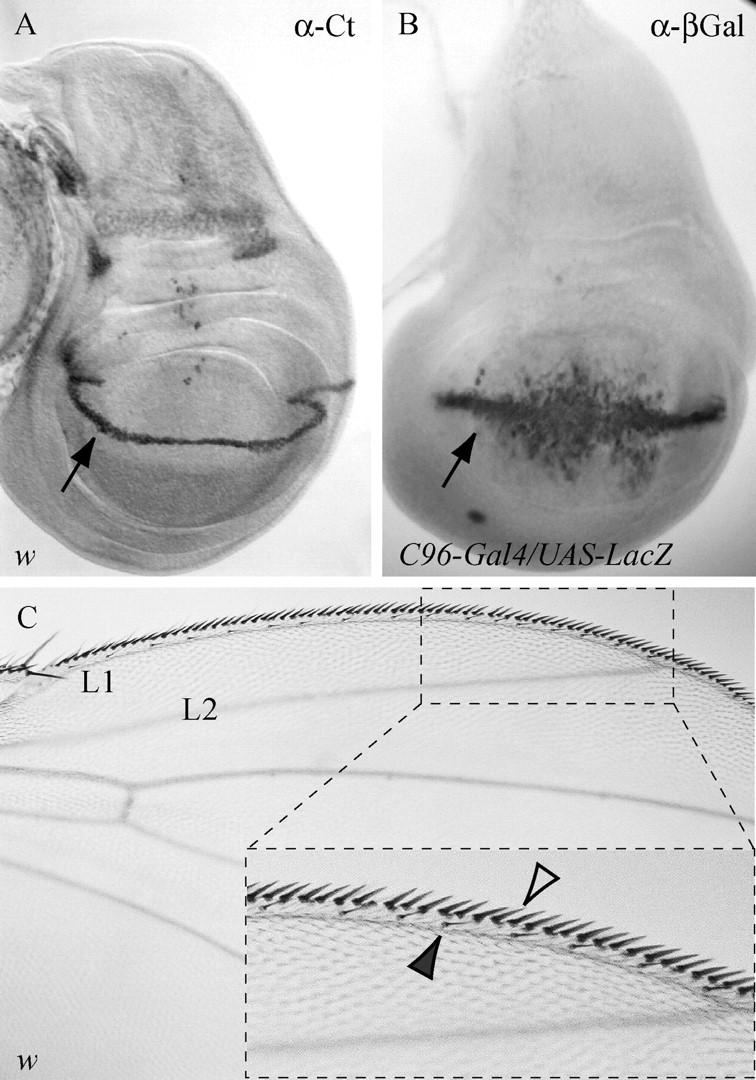 Figure 1.—