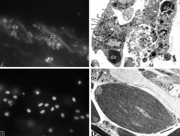 Fig. (3)