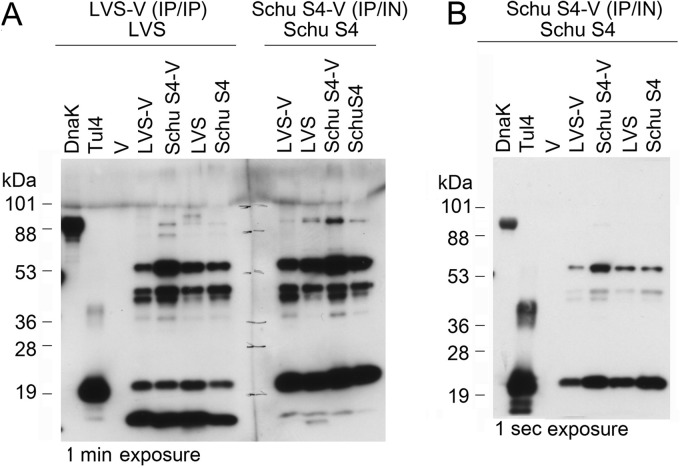 FIG 6