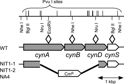 FIG. 1.