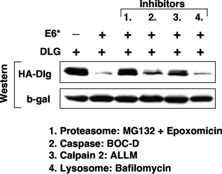 FIG. 12.