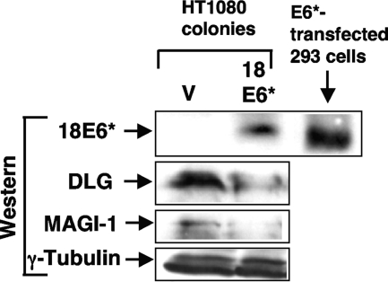 FIG. 5.