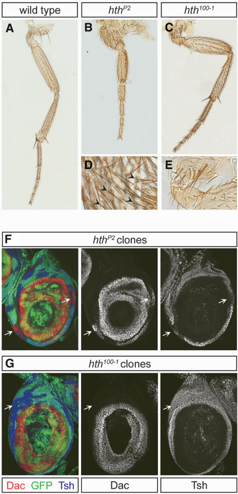 Figure 6.