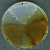 Fig. 4.