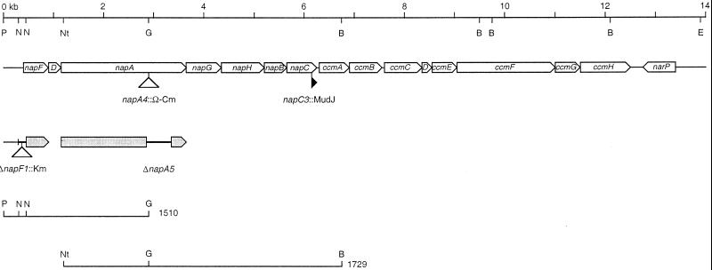 FIG. 1.