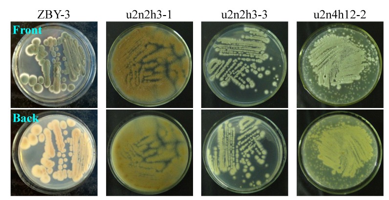 Figure 2