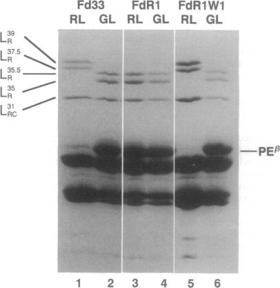 graphic file with name pnas01094-0060-a.jpg