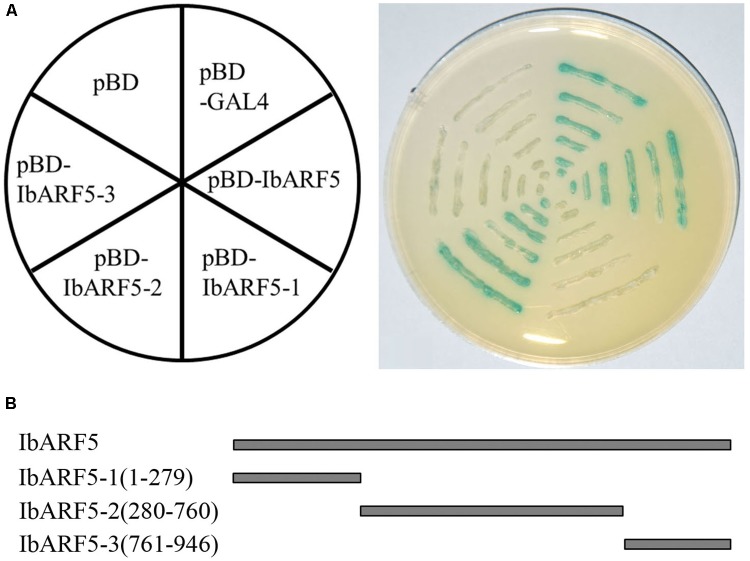 FIGURE 3