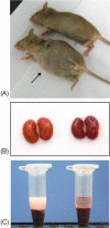Fig. 2.