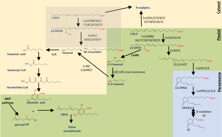 Fig 10