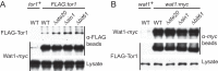 Figure 1—figure supplement 1.