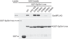 Figure 4—figure supplement 4.