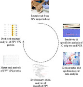 graphic file with name VMS3-11-e70594-g010.jpg