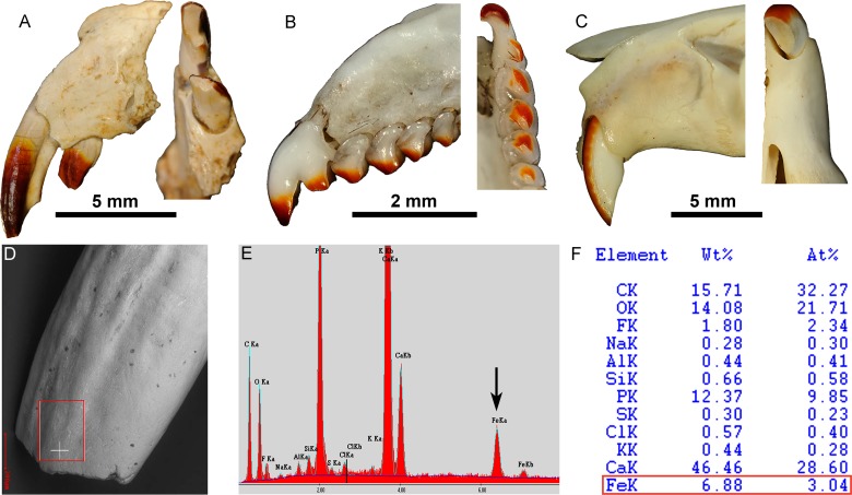 Fig 6