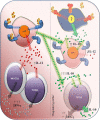 Fig. 5