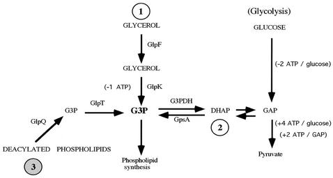 FIG. 7.