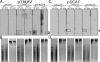FIG. 2.