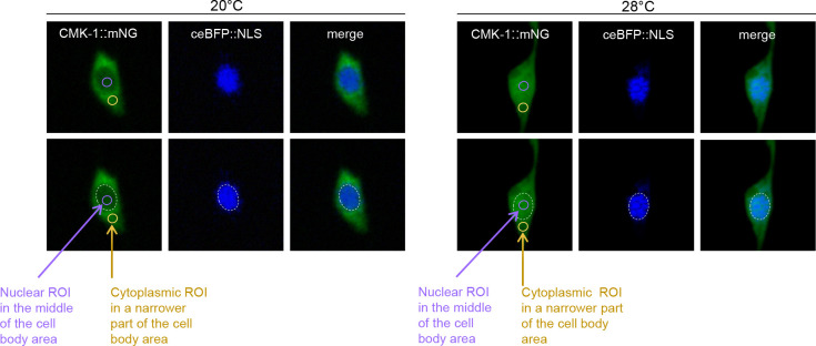 Figure 1—figure supplement 3.