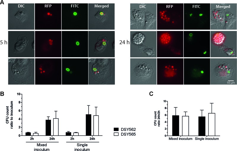 Fig 2