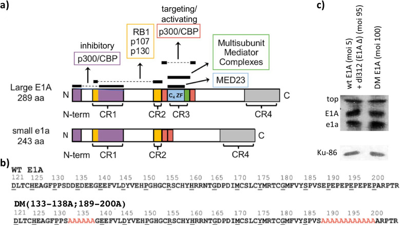 Figure 1—figure supplement 1.