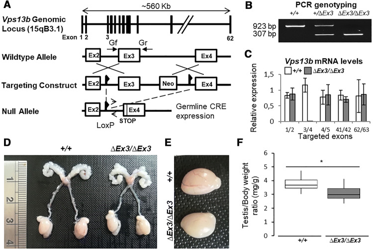 Fig. 1