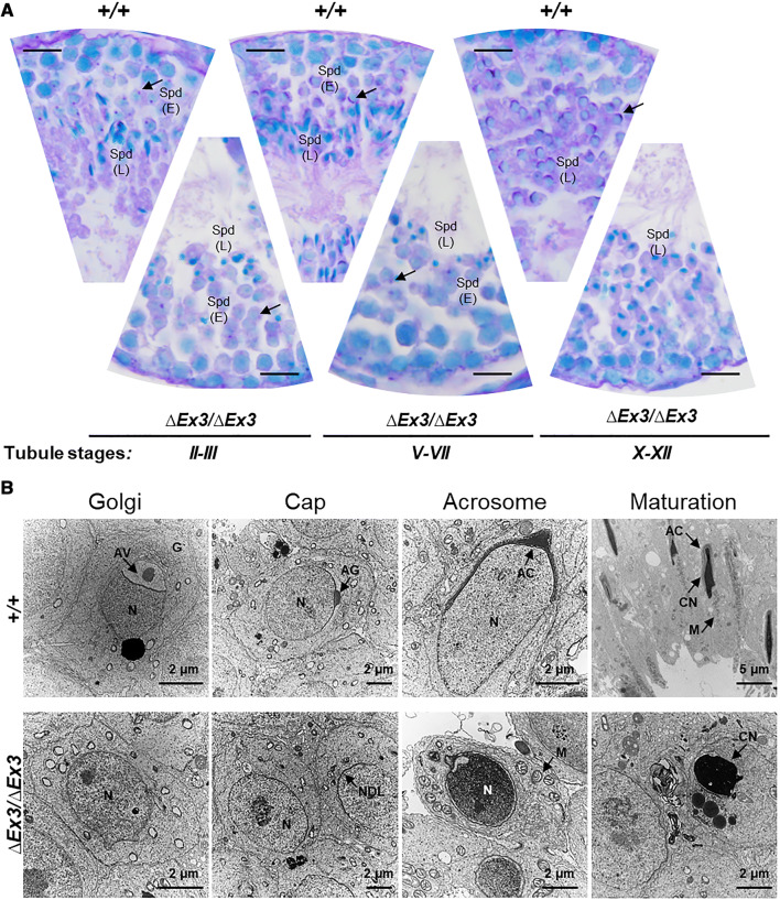 Fig. 4