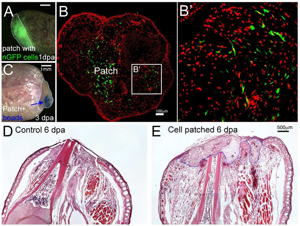 Fig. 2