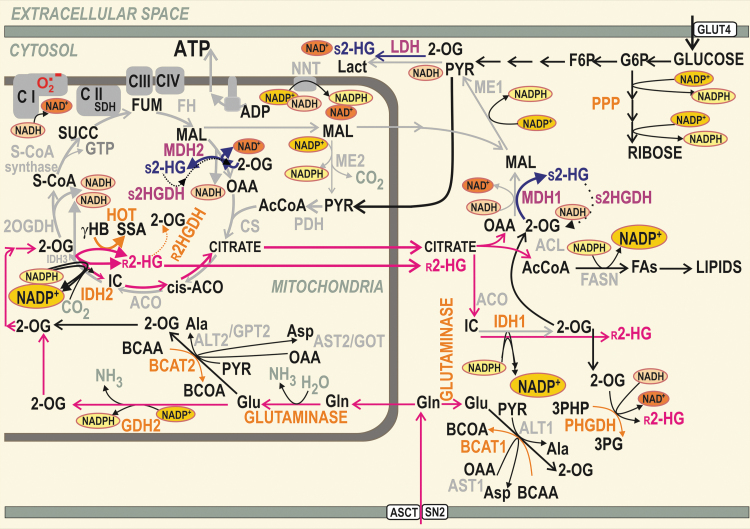 FIG. 1.