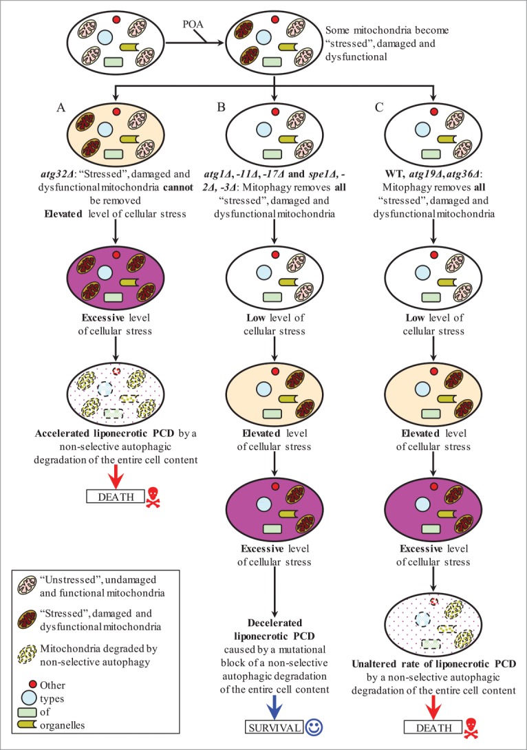 Figure 12.