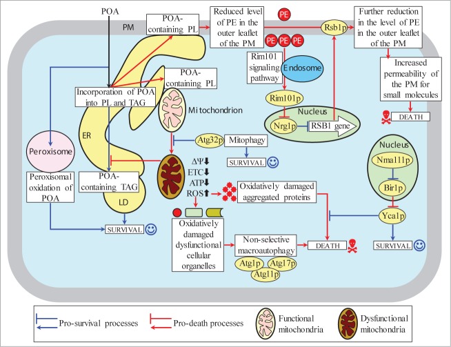 Figure 13.