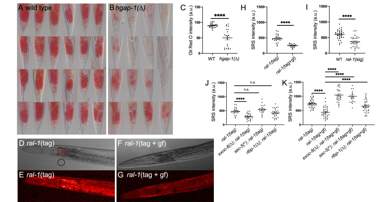 
Figure 1.
RAL-1 regulates lipid homeostasis, biosynthesis and/or storage
