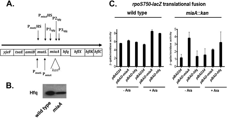 FIG 2