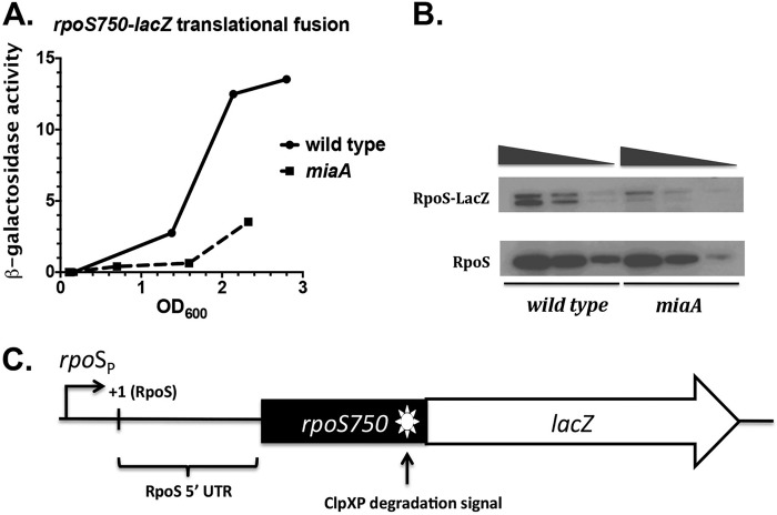 FIG 1