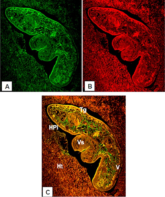 Fig 4