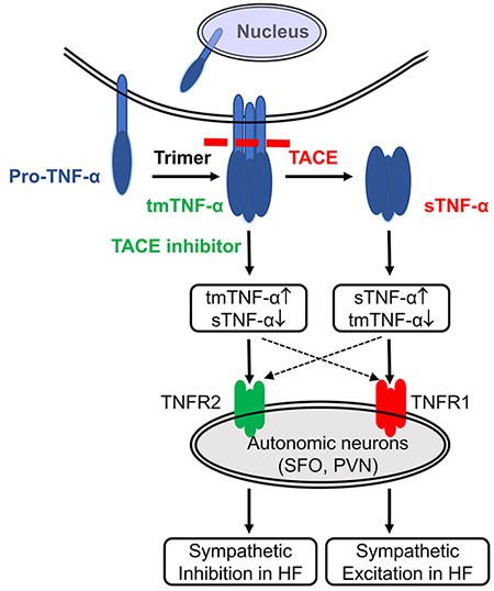 graphic file with name nihms-1528522-f0007.jpg