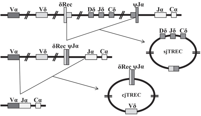 Fig. (1)