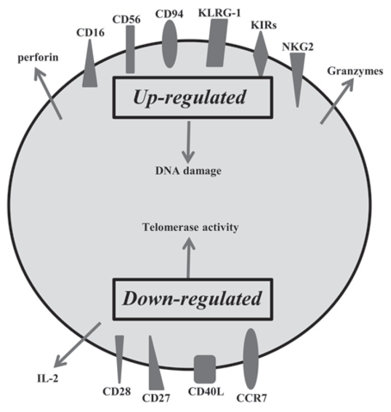 Fig. (5)