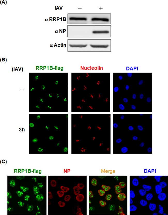 FIG 4