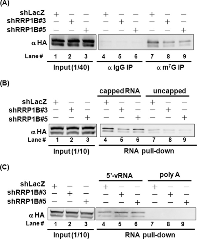 FIG 6