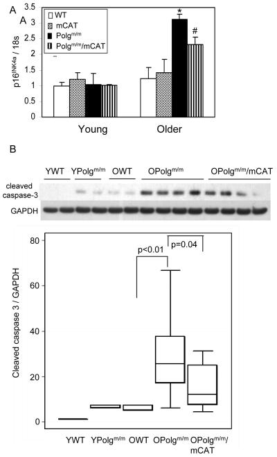 Fig.4