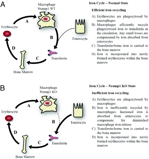 Fig. 4.