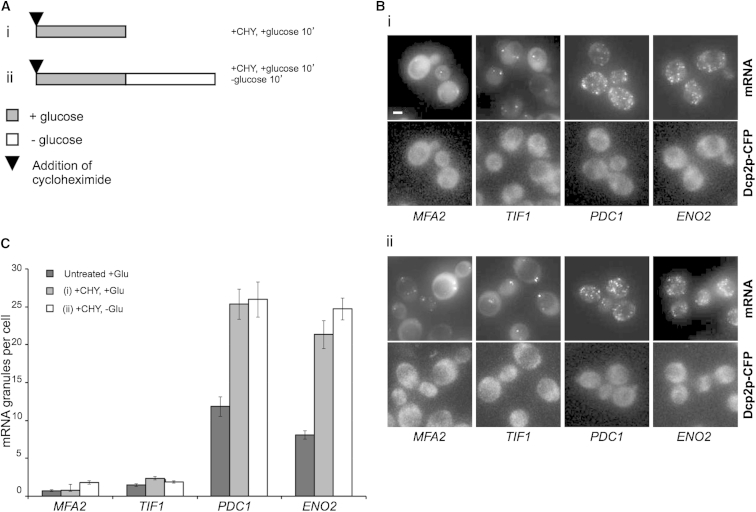 Figure 5