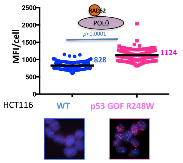 Figure 5—figure supplement 1.