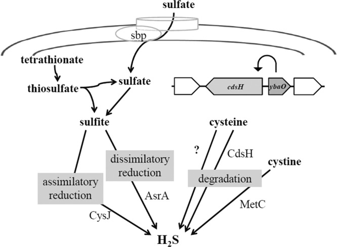 Fig 7