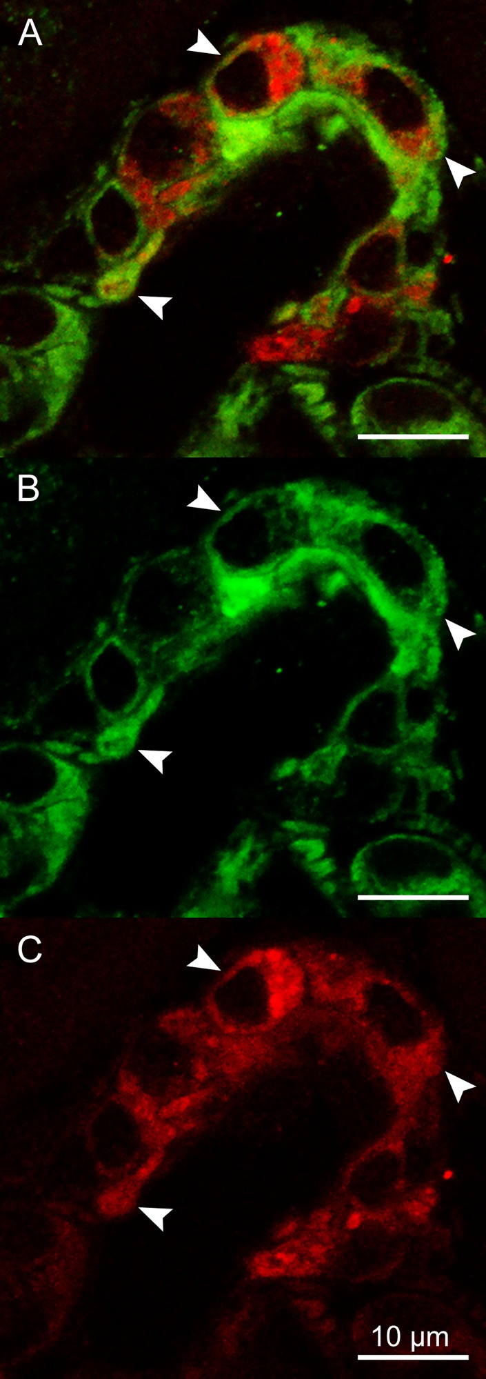 Fig. 8.