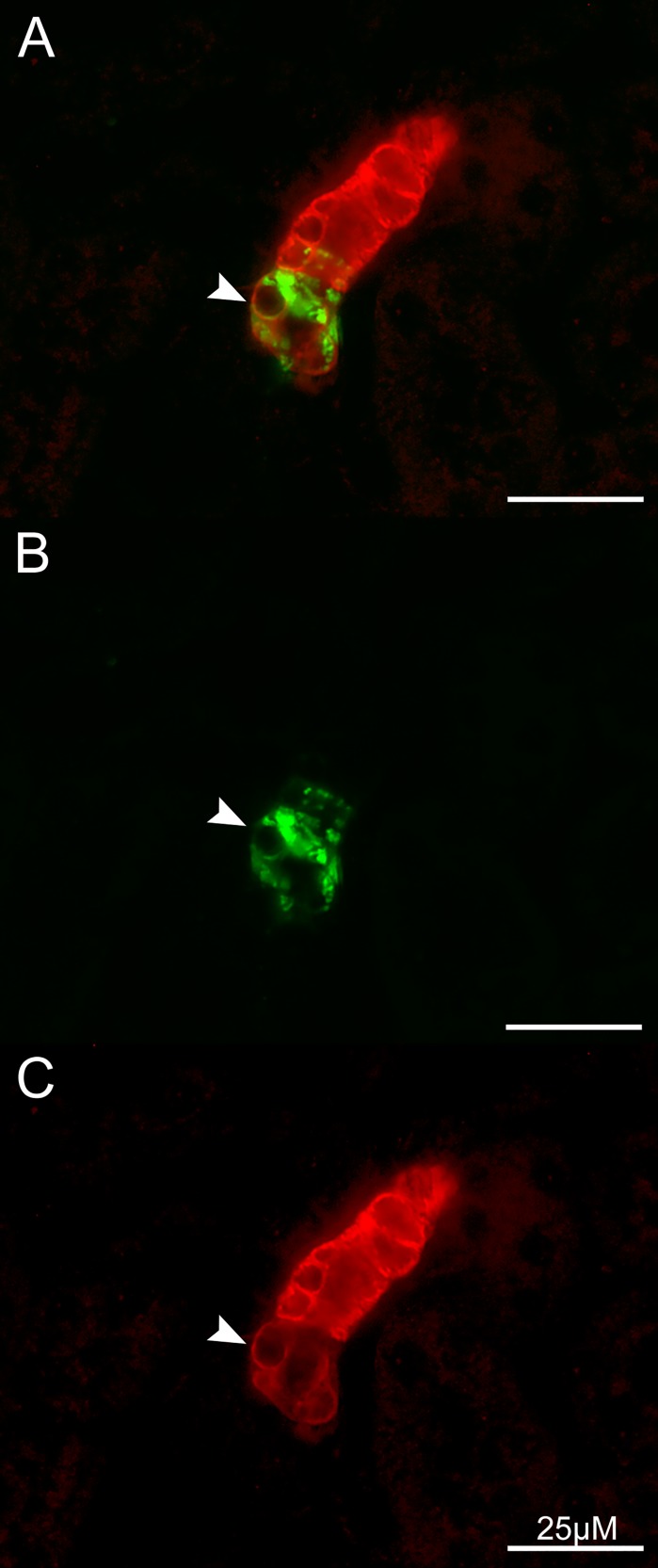 Fig. 9.